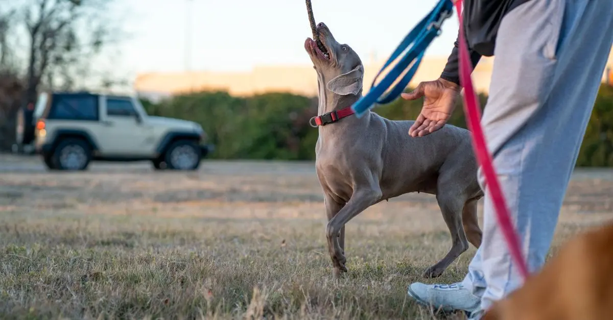 Basic Dog Training Tips Every Owner Should Know