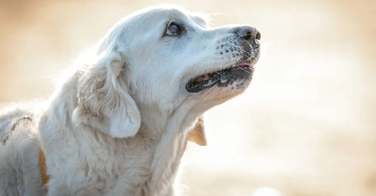 Best Supplements for Senior Dogs