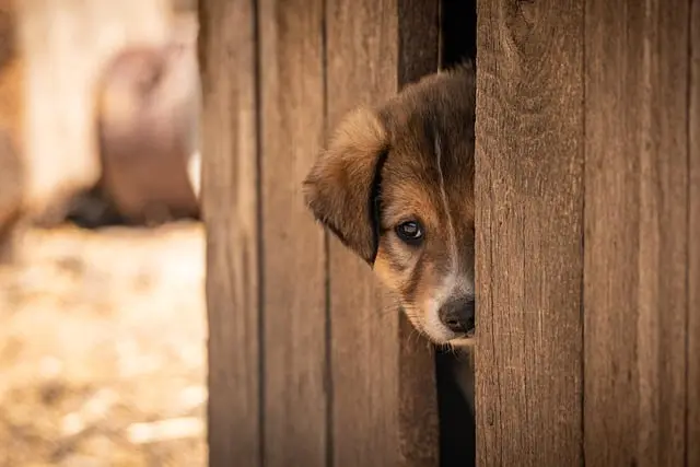 Essential Pet Adoption Tips to Avoid Mistakes
