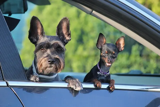 Ultimate Guide to the Best Dog Harnesses