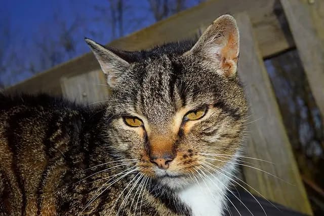 Senior Pet Care Guide: Essential Tips and Best Products
