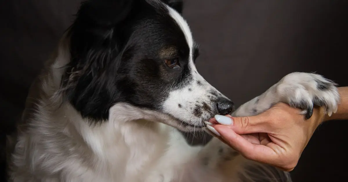 Best Dog Treats for Training
