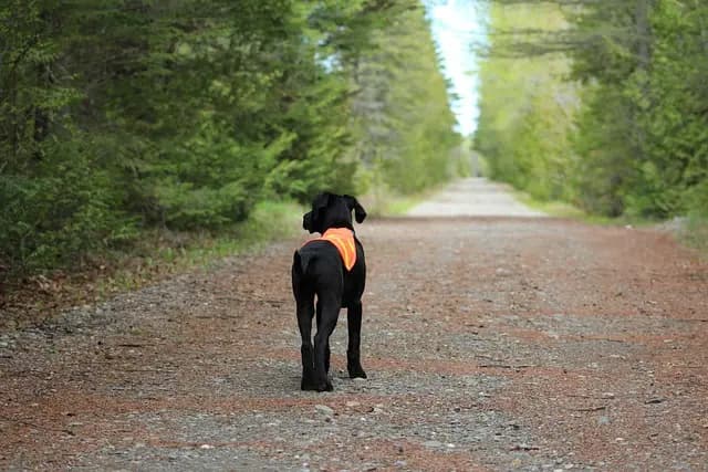 Common Hazards for Pets: How to Avoid Purchase Mistakes