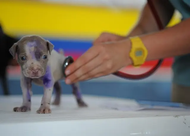 Puppy Care Basics: Essential Guide for New Owners