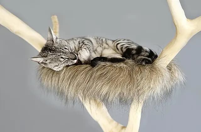 Best Cat Scratching Posts: Your Ultimate Buying Guide