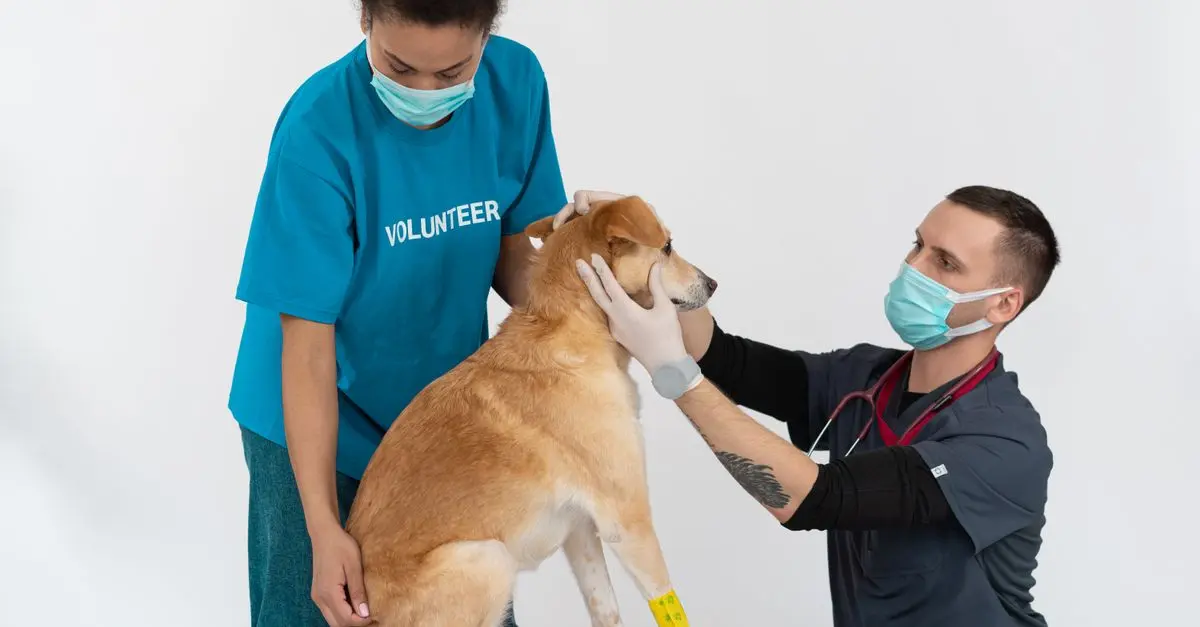 Common Health Issues in Pets: A Comprehensive Guide