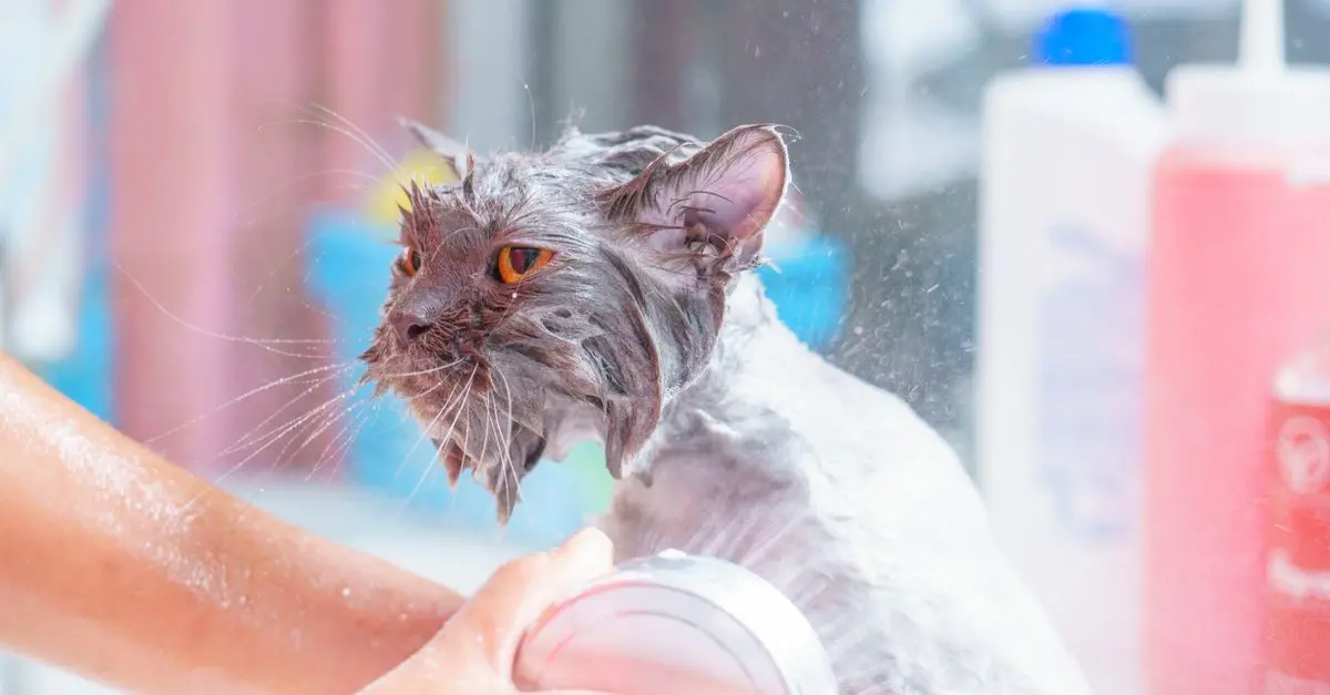 Everything You Need to Know About Cat Care