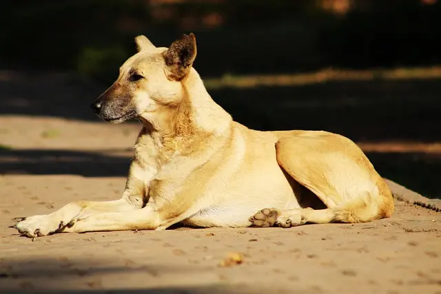 Finding a Pet Community: Your Complete Guide