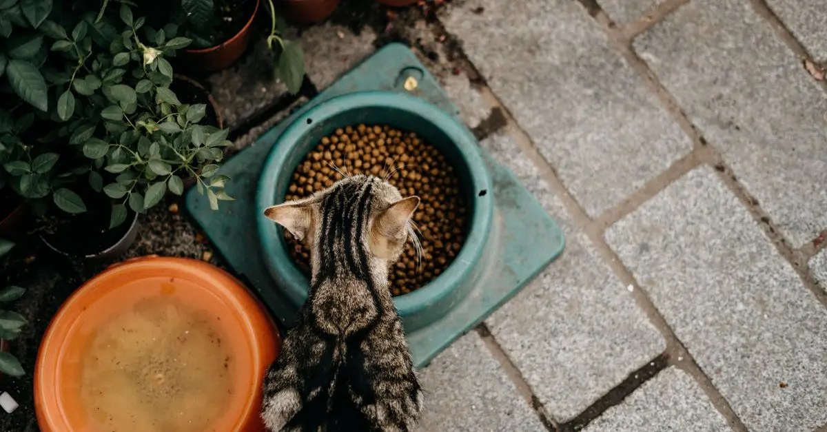 Essential Pet Supplies Reviews: Your Ultimate Guide