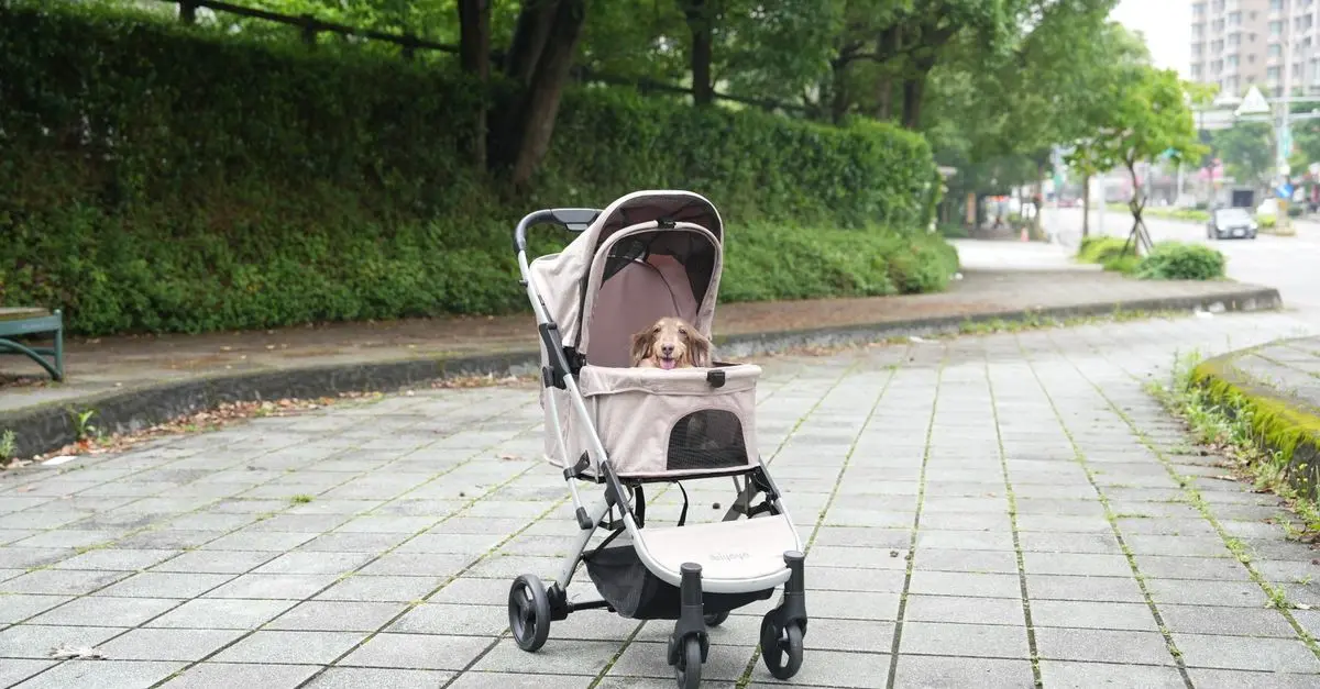 Ultimate Guide to Pet Carriers Reviews