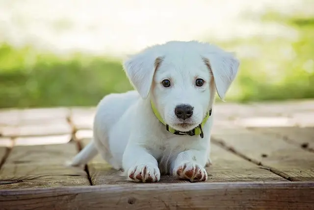 Best Dog Collars for Training: Comprehensive Guide