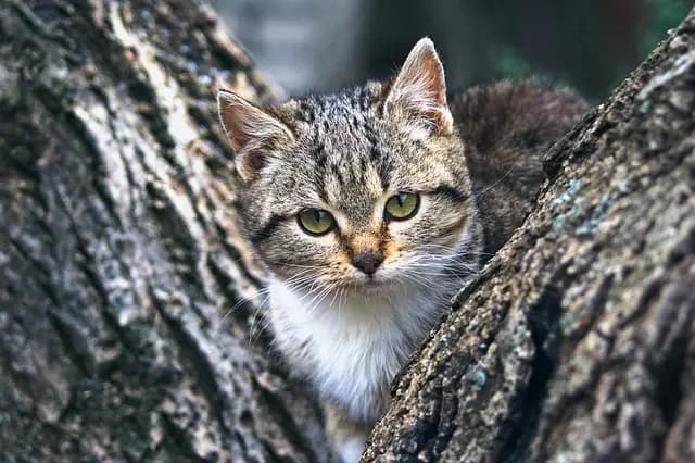 Understanding Pet Behaviour: A Comprehensive Guide